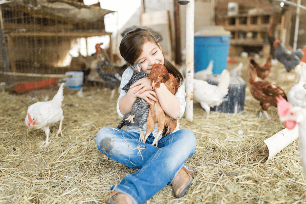 A little girl sitting in a barn hugging chickens.