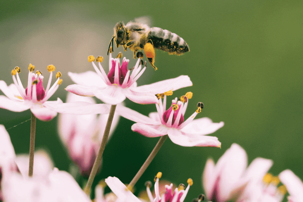 A bee pollinating a flower.