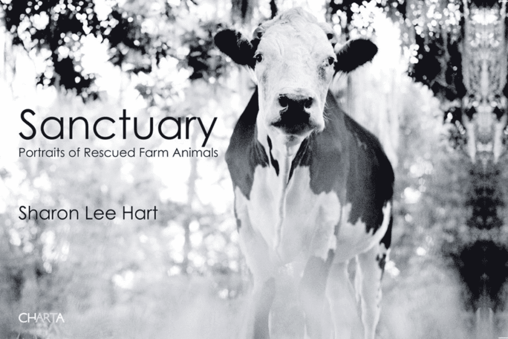 Sanctuary by Sharon Lee Hart book cover.
