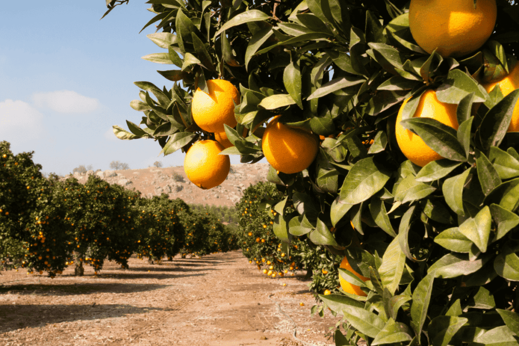An orange orchard with rows and rows of trees.