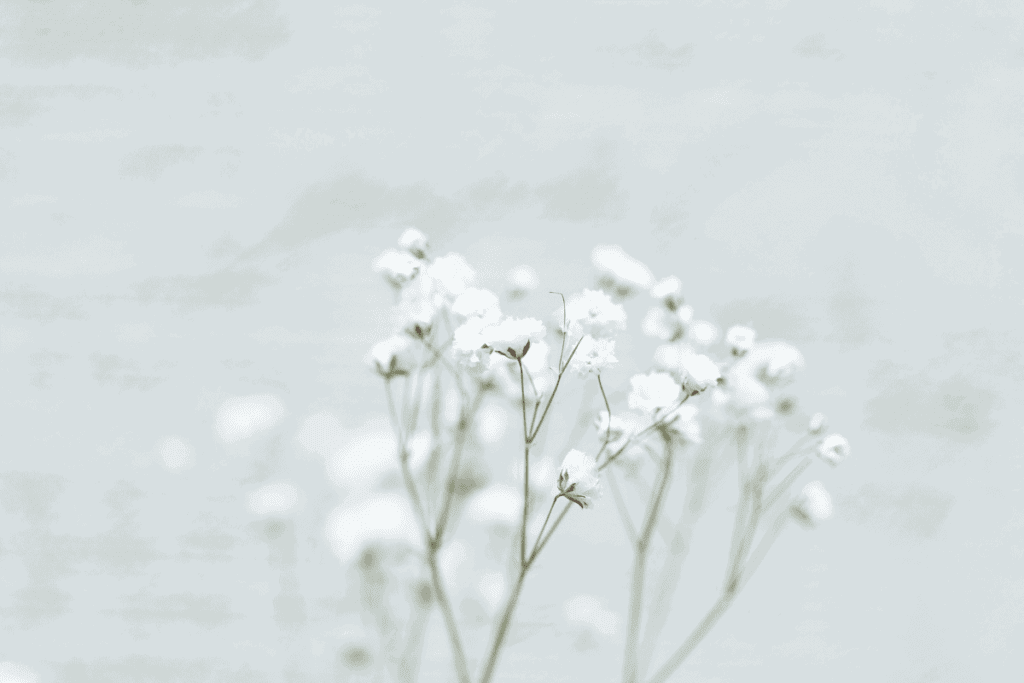 A pure white flower on a white background.